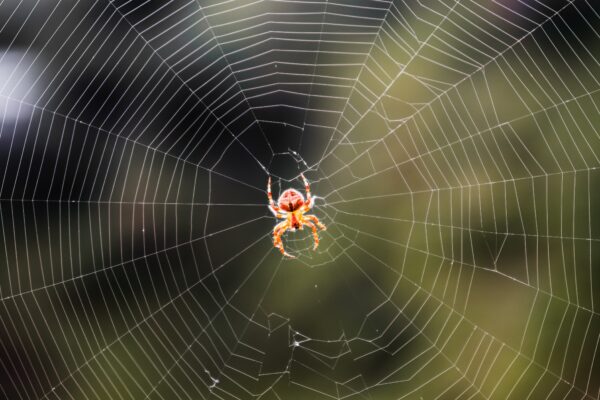 spider