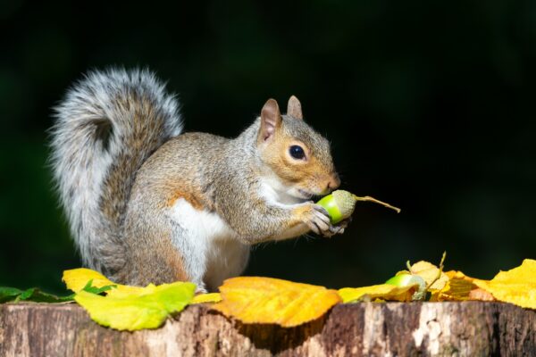squirrel