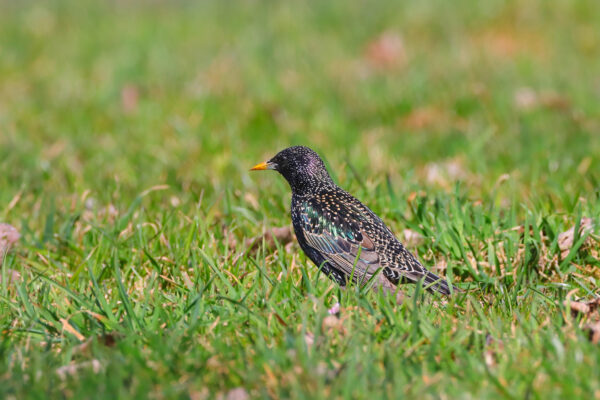 starling