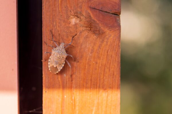 stink bug