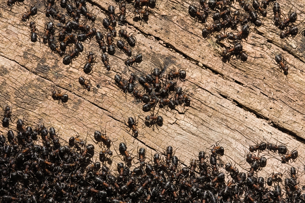 The Professional Secret: How Experts Eliminate Carpenter Ant Colonies
