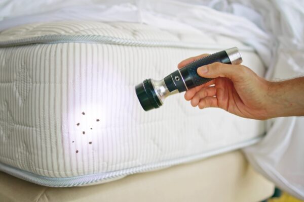 Professional Bed Bug Inspection: Visual Inspection Techniques Used by a Bed Bug Exterminator