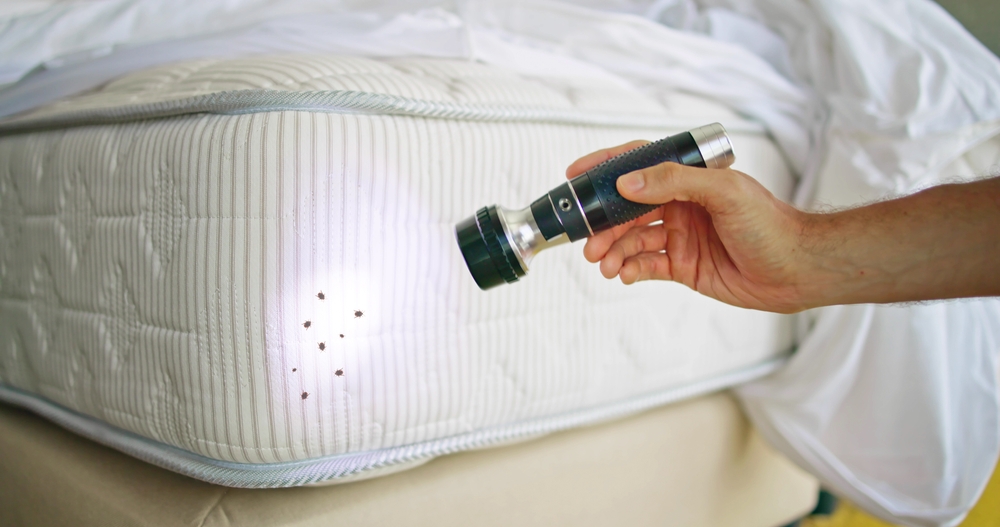 Professional Bed Bug Inspection: Visual Inspection Techniques Used by a Bed Bug Exterminator