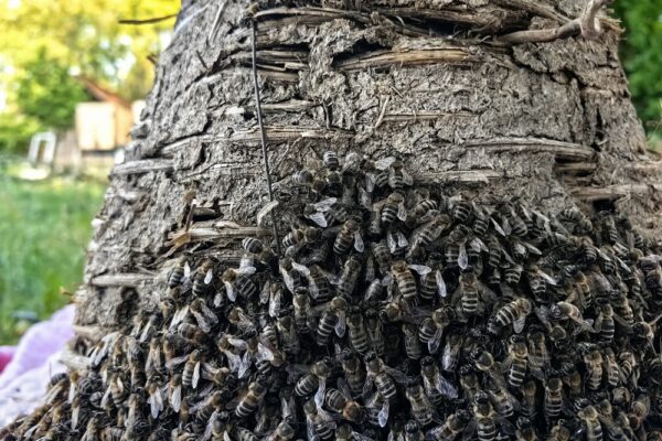 The Confused Swarm: What Happens After a Bee Hive is Removed?