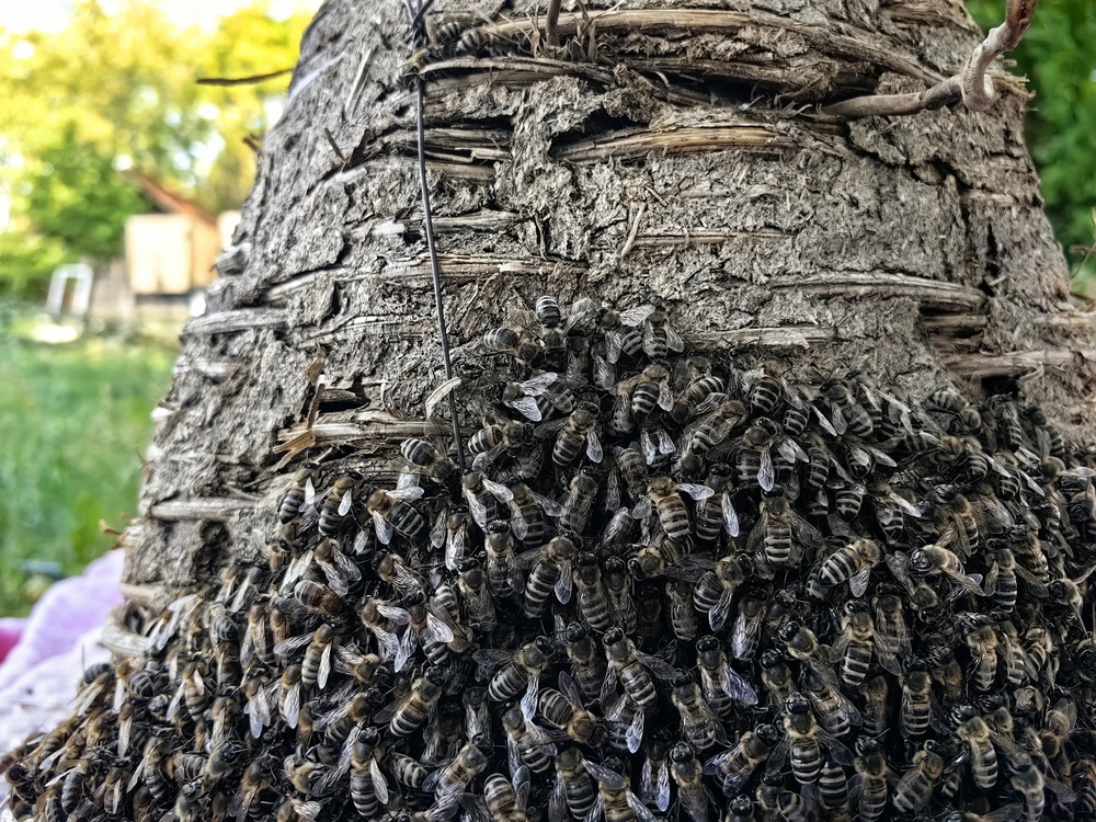 The Confused Swarm: What Happens After a Bee Hive is Removed?