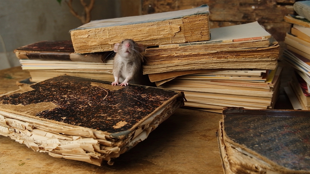 The Hidden Danger Above: How to Remove Rodents From Attic Spaces