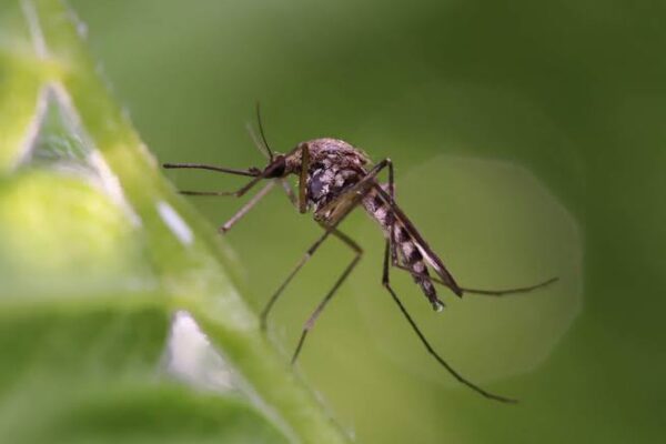 Mosquito in a backyard in Toronto, Ontario