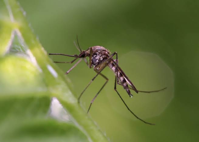 Mosquito in a backyard in Toronto, Ontario