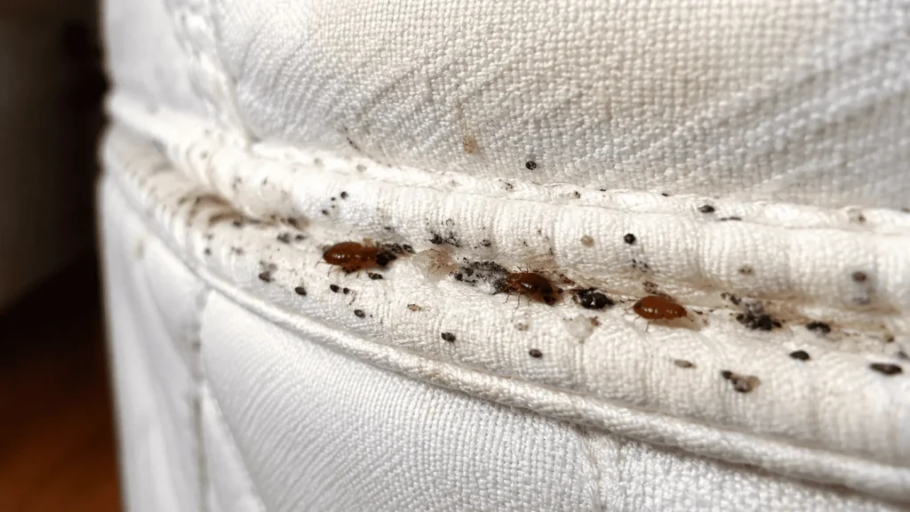 Bed bug evidence along a mattress seam