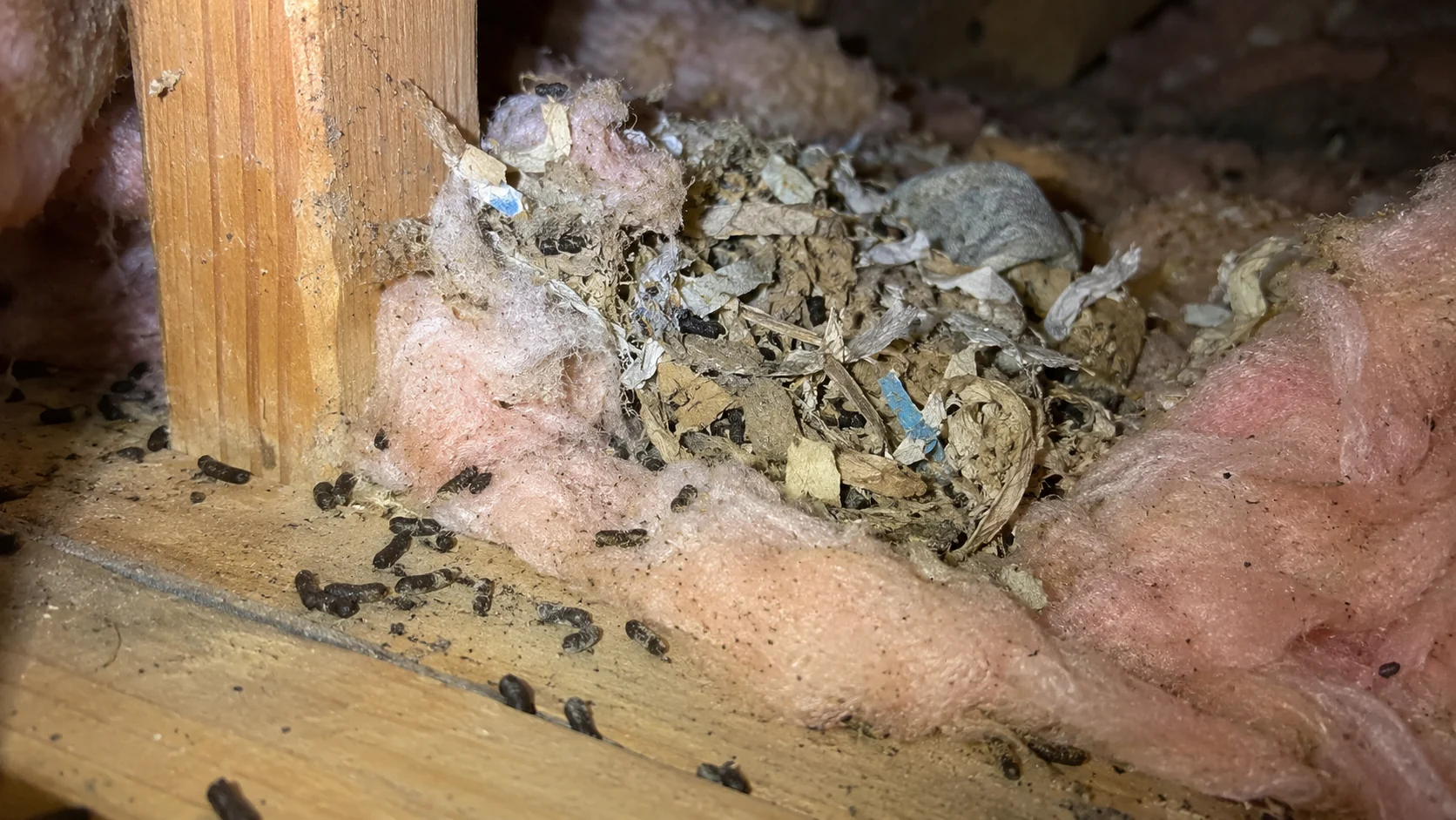 Rodent nesting material and droppings in insulation